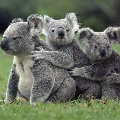 娱乐吃瓜酱胆小的考拉,揭秘娱乐圈那些鲜为人知的幕后故事