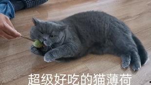 蓝猫娱乐圈吃瓜,揭秘明星幕后吃瓜大揭秘