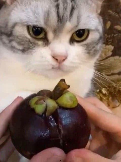 娱乐吃瓜君七七猫咪