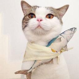 娱乐吃瓜君七七猫咪